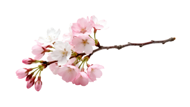 Cherry blossom branch with delicate pink and white flowers showcasing spring beauty and nature's artistry in full bloom