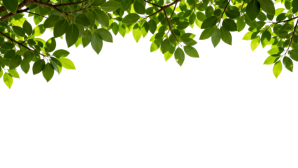 Bright green leaves against a white background showing the beauty of nature in a simple and clean design