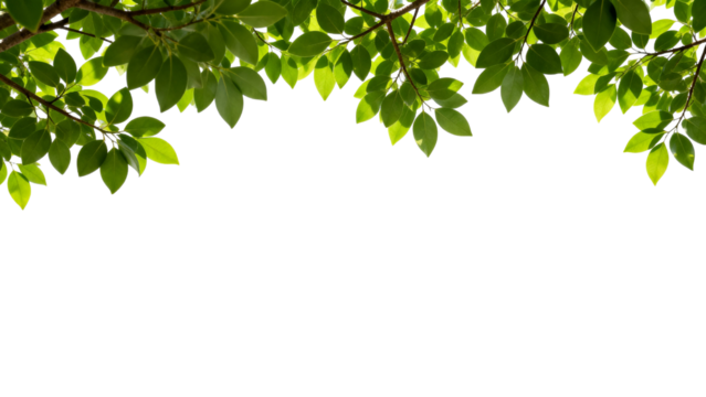 Bright green leaves against a white background showing the beauty of nature in a simple and clean design