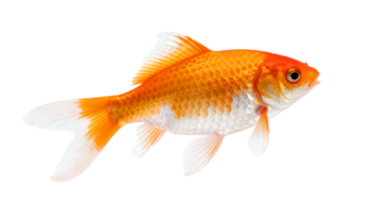 Bright orange goldfish swimming gracefully in clear water showcasing its vibrant fins and features