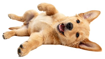 Golden retriever puppy lying on back with playful expression in a bright, clean setting