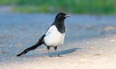 crow on the ground