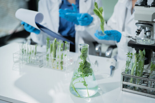 Two female scientists conduct plant experiments in a state-of-the-art laboratory, examining fresh vegetables and leaves under a research microscope to develop agricultural biotechnology,food quality