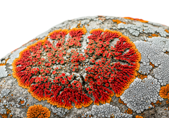 Vibrant lichen patterns on weathered rock surface create a stunning natural mosaic, perfect for adding unique texture and color to your design projects