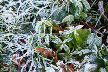 Eiskristalle auf bunten Laub im Wald und auf der Wiese