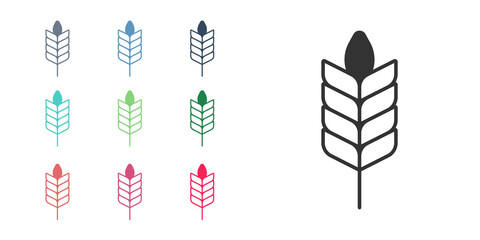 Black Cereals set with rice, wheat, corn, oats, rye, barley icon isolated on white background. Ears of wheat bread symbols. Set icons colorful. Vector