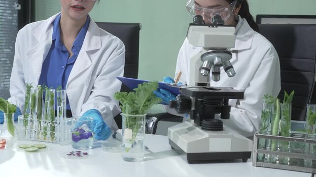 Two female scientists conduct plant experiments in a state-of-the-art laboratory, examining fresh vegetables and leaves under a research microscope to develop agricultural biotechnology,food quality