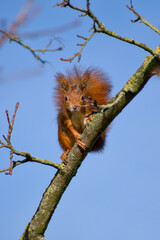 Red squirrel perching on a tree branch on the blue sky background