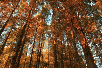水元公園のメタセコイアの森