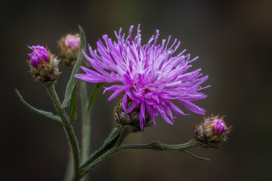 Vibrant Spotted Knapweed Plant Showcasing Blooming Flowers and Buds of Centaurea Maculosa