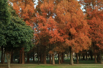 水元公園のメタセコイア