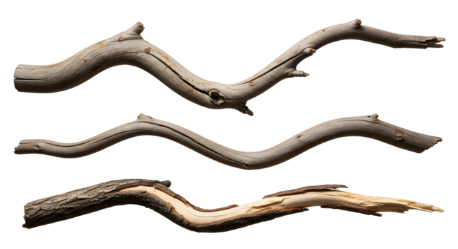 Curved and broken wooden branches isolated on a clean white background