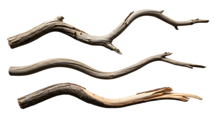 Natural Twisted Wooden Branches Isolated on a White Background