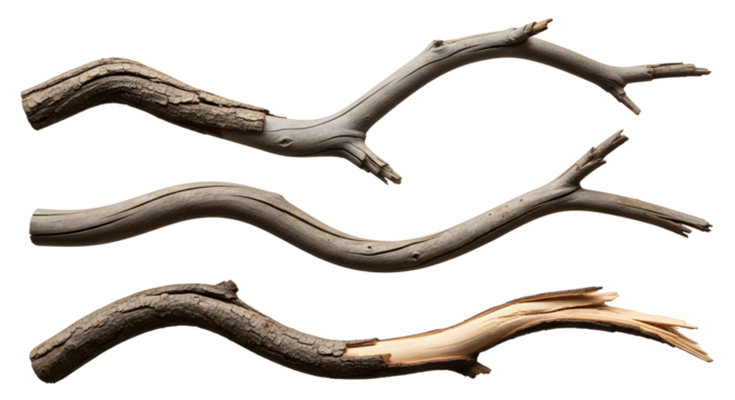 Three natural tree branches with unique shapes and textures against a clean white background