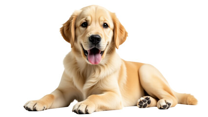 A single dog reclining on a white background