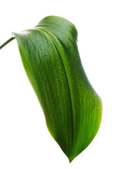 Fresh Green Leaf with Water Droplets