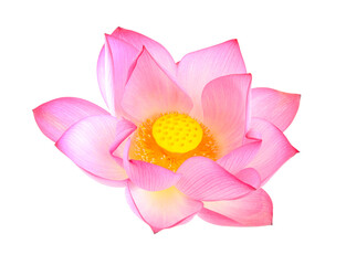 Flowers for worshipping the Buddha on white background.