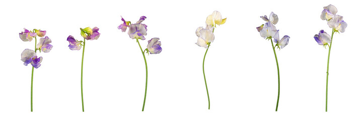 Isolated individual sweet pea flowers and stems - 6 white with purple edging. PNG.