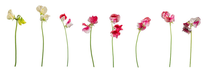 Isolated individual sweet pea flowers and stems - 6 red and white and 2 cream flowers. PNG.