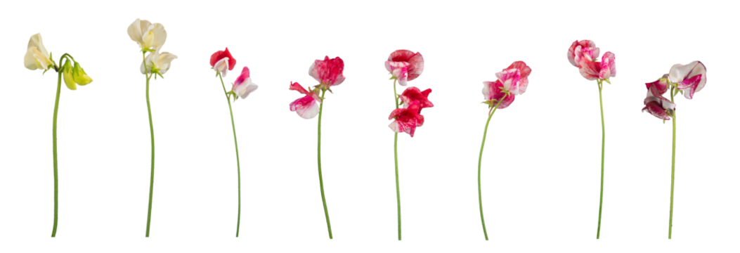 Isolated individual sweet pea flowers and stems - 6 red and white and 2 cream flowers. PNG.