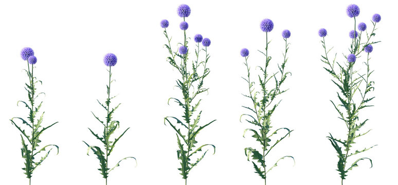 Set of Echinops bannaticus (known as the blue globe-thistle) flowering frontal isolated png on a transparent background perfectly cutout high resolution