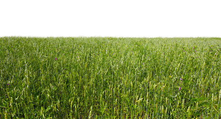 Expansive Green Field with Isolated Background