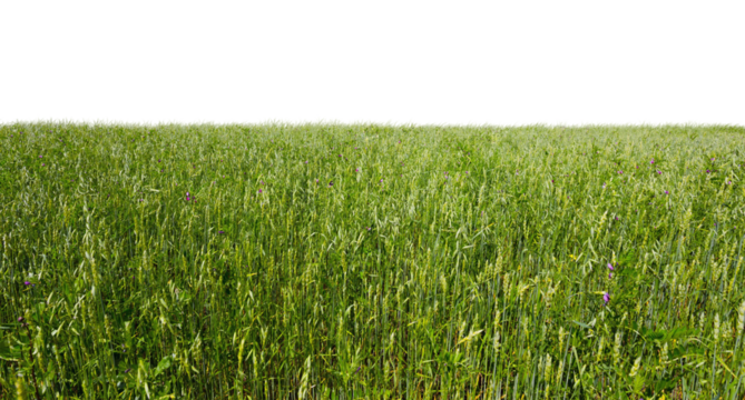 Expansive Green Field with Isolated Background