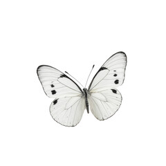 Fototapeta premium A close-up of a white butterfly with black spots on its wings, suitable for use in nature-inspired designs