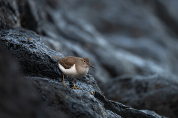 Sandpiper on cold coastal rocks in natural habitat