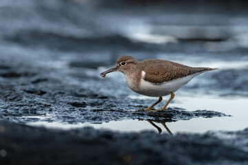 Sandpiper on cold coastal rocks in natural habitat