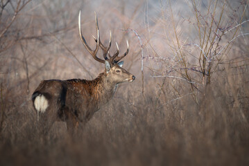 Majestic stag or deer standing in winter grassland