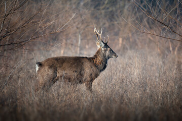 Majestic stag or deer standing in winter grassland