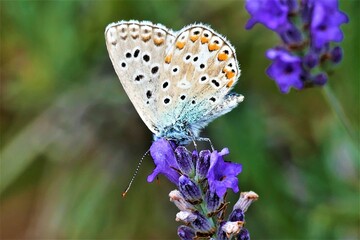 Colorful butterfly on purple lavender flower in the meadow, insect, bug, floral background