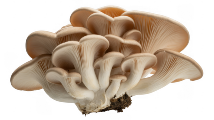 Cluster of beige oyster mushrooms with visible gills isolated on a transparent background