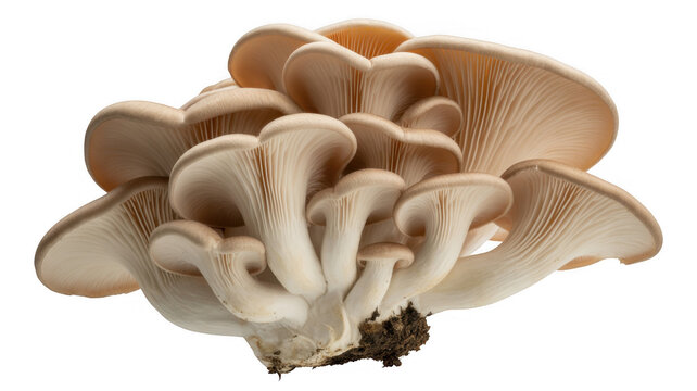 Cluster of beige oyster mushrooms with visible gills isolated on a transparent background