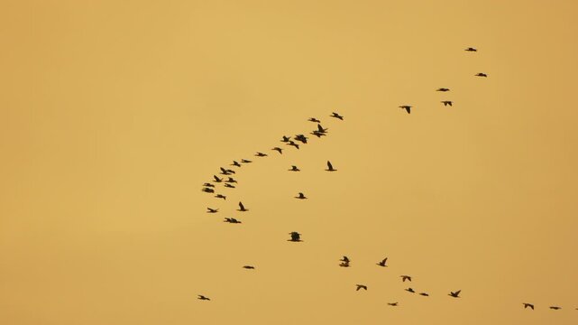 Birds, flying, flock of birds soaring across a warm golden sky