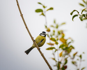 Blue Tit Perched on Branch in Natural Garden Setting
