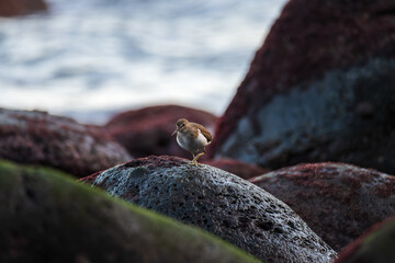 Sandpiper on cold coastal rocks in natural habitat