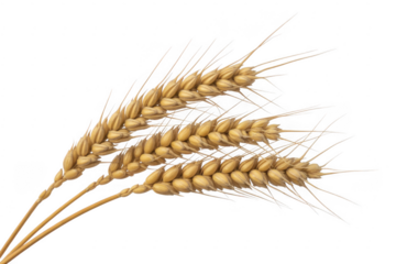 Three ripe wheat stalks with golden grains and white awns isolated on a transparent background