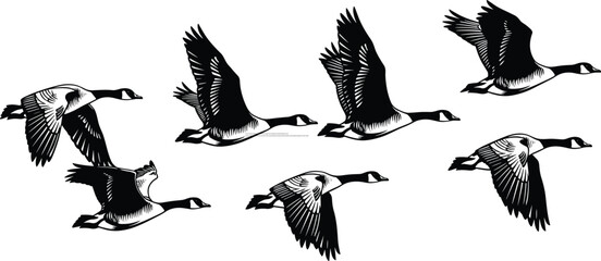 Detailed vector illustration showing a flock of Canadian geese flying, black and white isolated silhouettes, wild birds migration concept for graphic design.