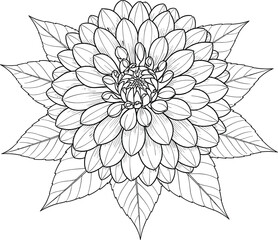 Hand drawn dahlia flower vector illustration, black and white floral sketch, botanical design for coloring book,