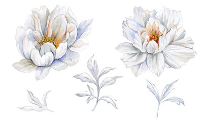 Watercolor set of white peonies and leaves isolated on white background. Hand-painted botanical illustration for wedding invitations, greeting cards, and DIY design projects.