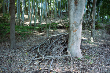 積まれた枝