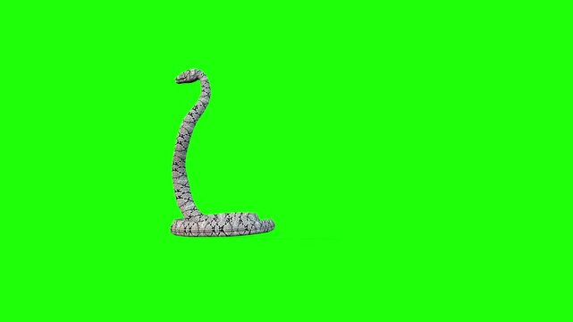 Left side attack angle snake green screen or chroma key video clip motion background art animation