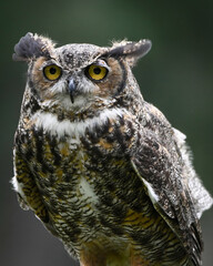 Great Horned Owl Gaze. 