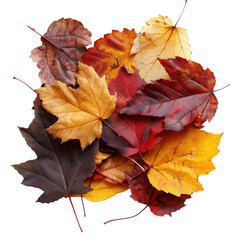 Fototapeta premium Autumn maple leaves pile, colorful fall foliage arrangement, red orange yellow dried leaf decoration for seasonal design isolated PNG with Transparent Background