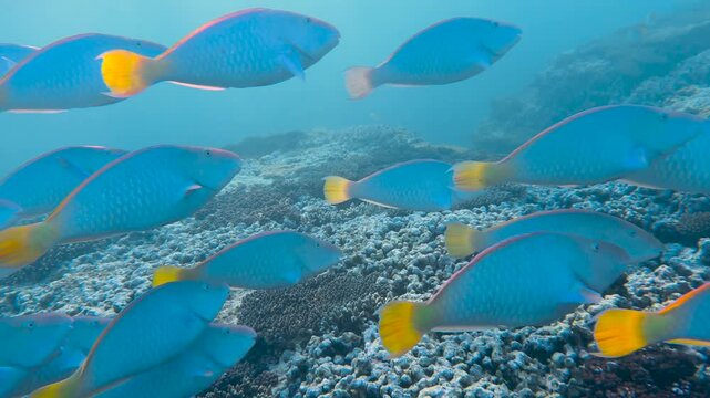 A large school of Pacific Longnose Parrotfish swimming in a shallow clear blue tropical reef lagoon on sunset on the Great Barrier Reef, QLD, Australia.
