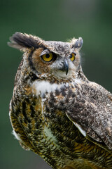 Great Horned Owl gaze 2. 