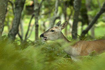 roe deer