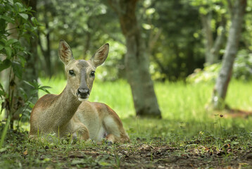 roe deer